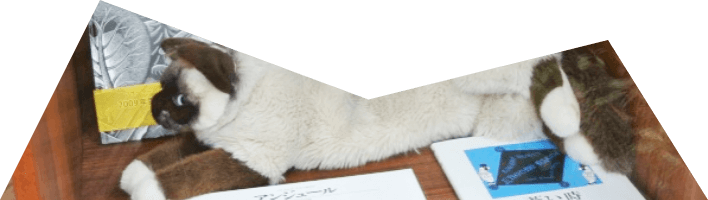 店内の様子の画像